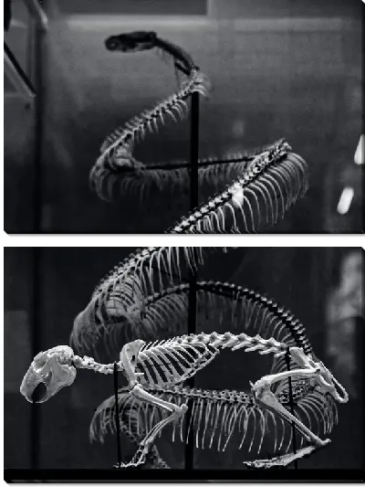 Модульная картина Скелет животного в музее