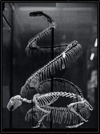 Картина Скелет животного в музее