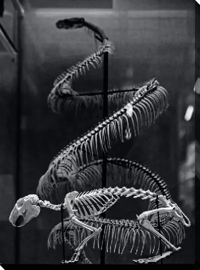 Постер Скелет животного в музее