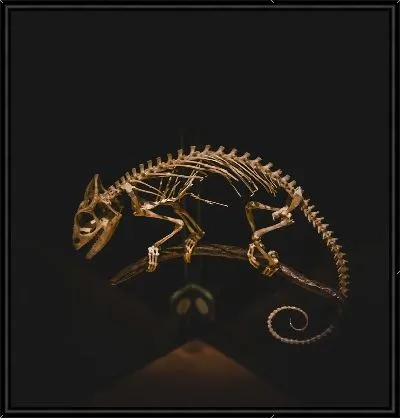 Скелет хамелеона