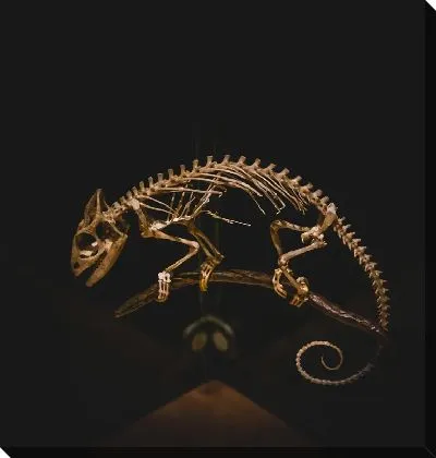 Скелет хамелеона