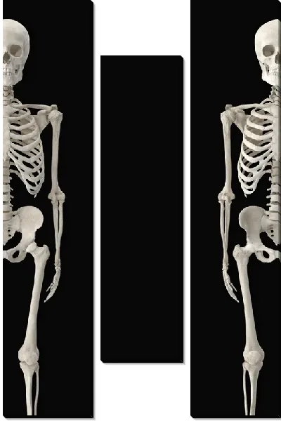 Модульная картина Два скелета