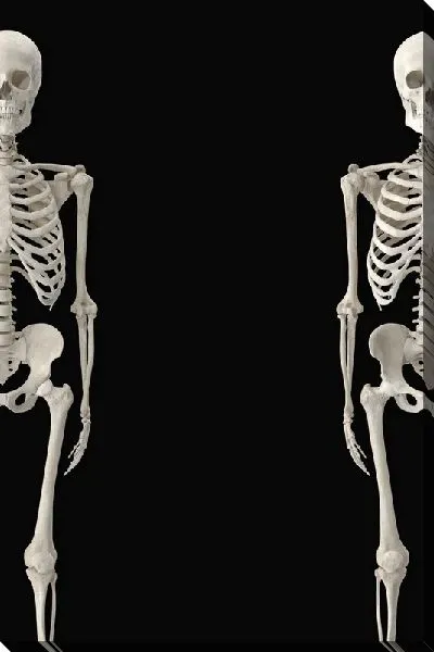 Постер Два скелета