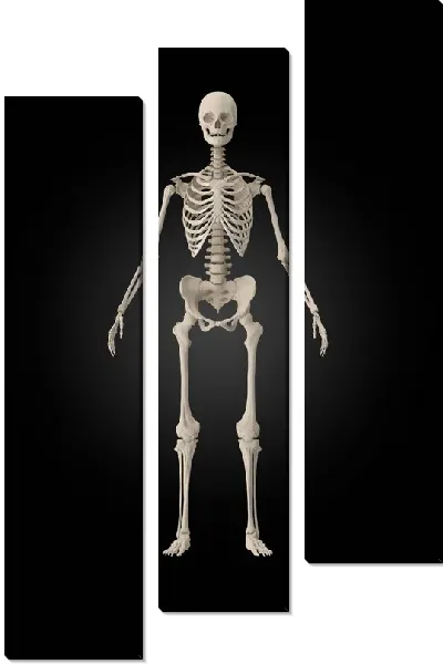 Модульная картина Скелет на черном фоне