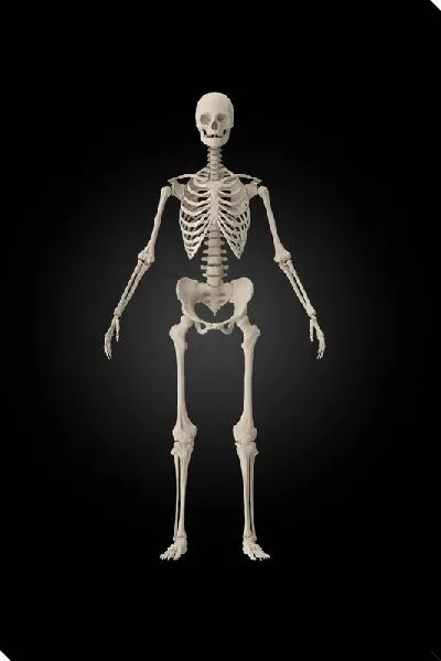 Постер Скелет на черном фоне