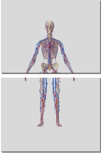 Модульная картина Кровеносная система человека