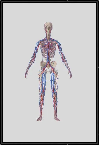 Картина Кровеносная система человека