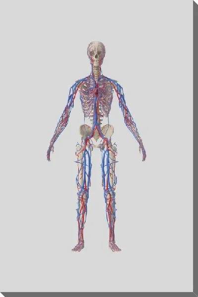 Постер Кровеносная система человека