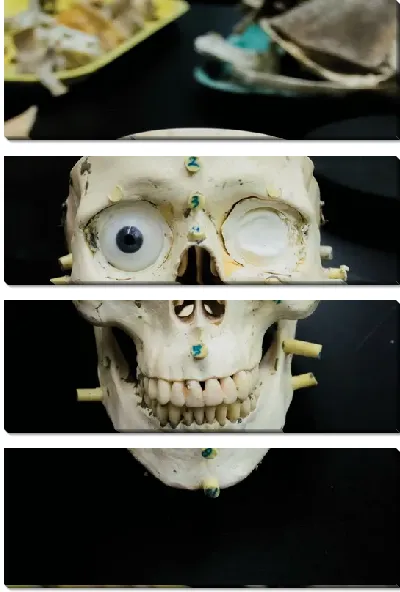 Модульная картина Анатомия лица