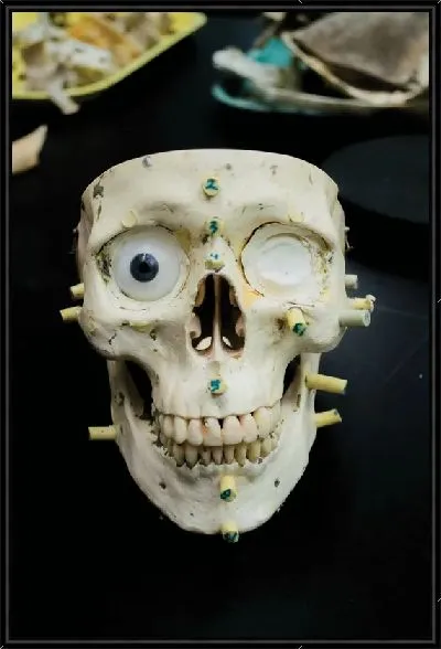 Картина Анатомия лица