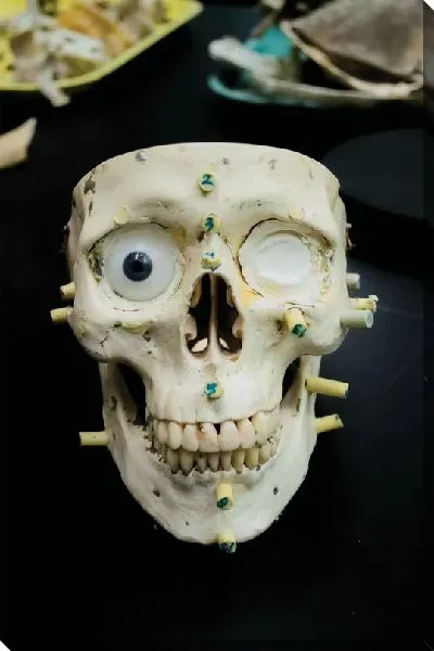 Постер Анатомия лица