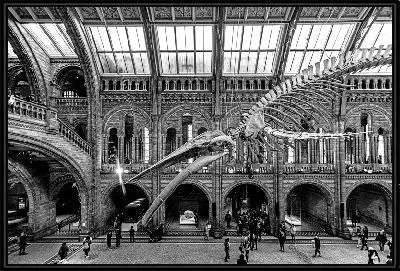 Скелет динозавра в музее