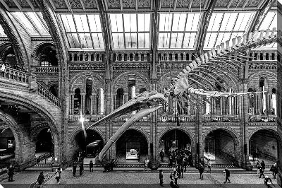 Скелет динозавра в музее