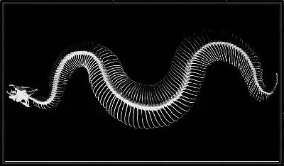 Скелет змеи