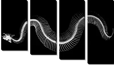 Скелет змеи