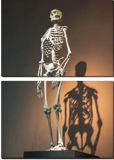 Модульная картина Скелет в музее