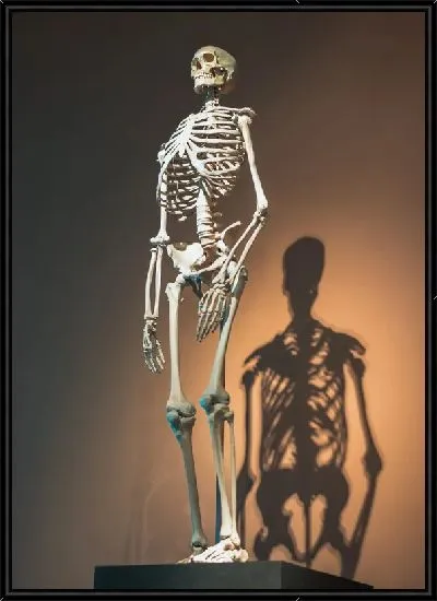 Картина Скелет в музее