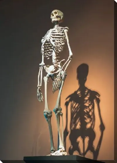 Постер Скелет в музее