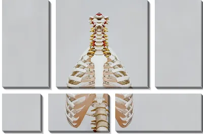 Грудная клетка