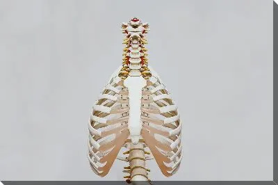 Грудная клетка