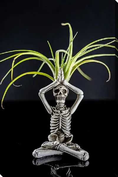 Постер Скелет дзен