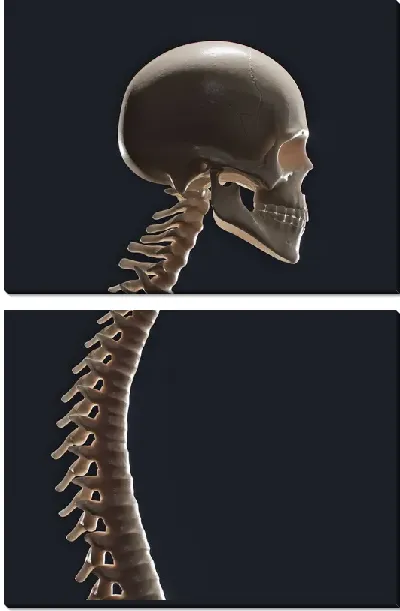 Модульная картина Позвоночник