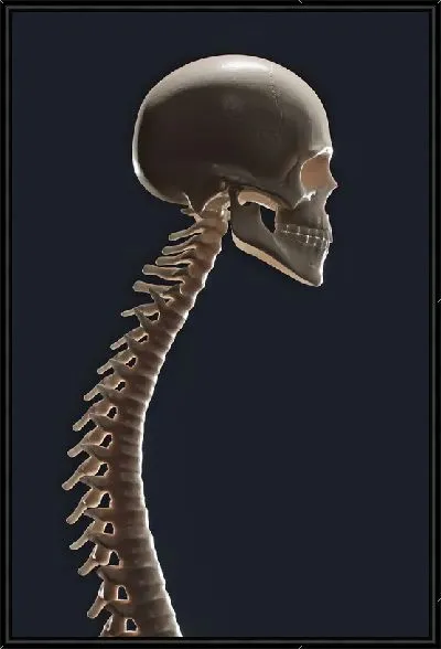 Картина Позвоночник