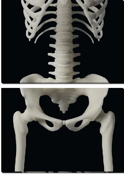 Модульная картина Тазобедренный сустав