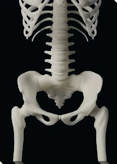 Постер Тазобедренный сустав