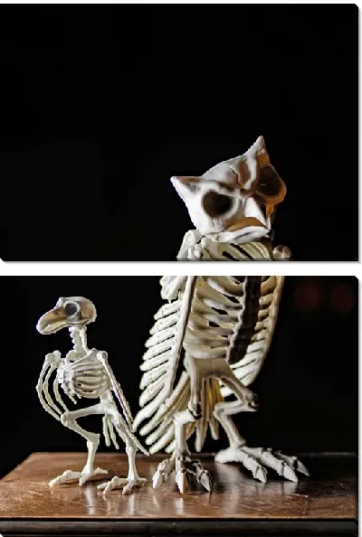 Модульная картина Скелеты птиц