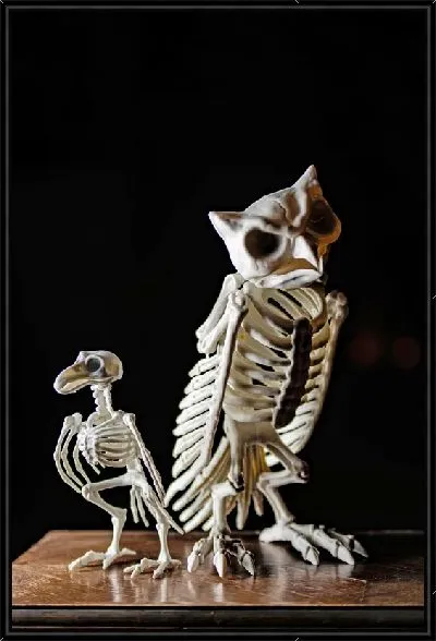 Картина Скелеты птиц