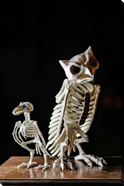 Постер Скелеты птиц