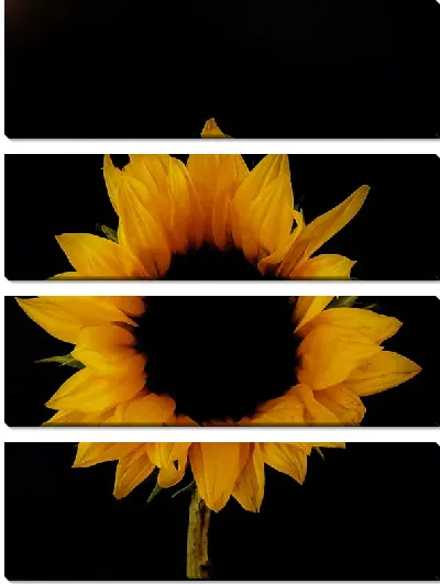 Модульная картина Подсолнух на черном фоне