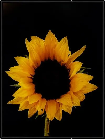 Картина Подсолнух на черном фоне