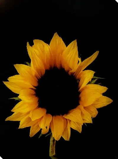 Постер Подсолнух на черном фоне
