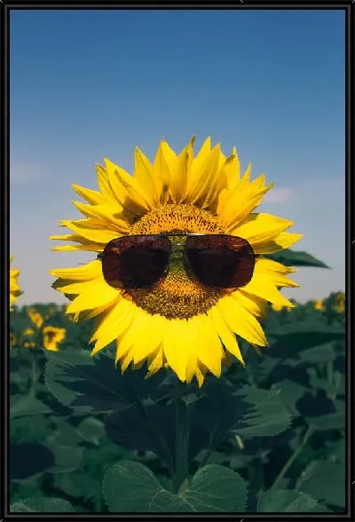 Картина Подсолнух в солнечных очках