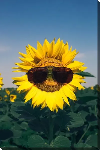 Постер Подсолнух в солнечных очках