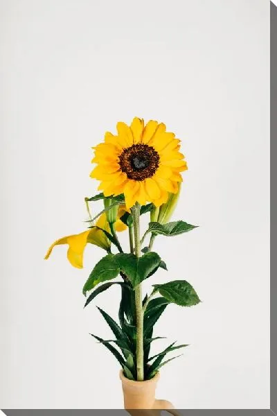 Постер Подсолнух в горшке