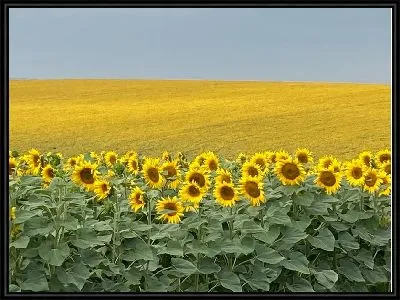 Картина Поле с подсолнухами летом