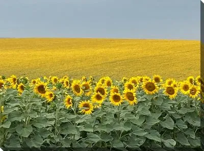 Постер Поле с подсолнухами летом