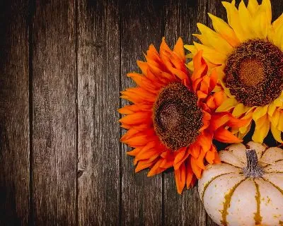 Плакат 2 подссолнуха и тыква
