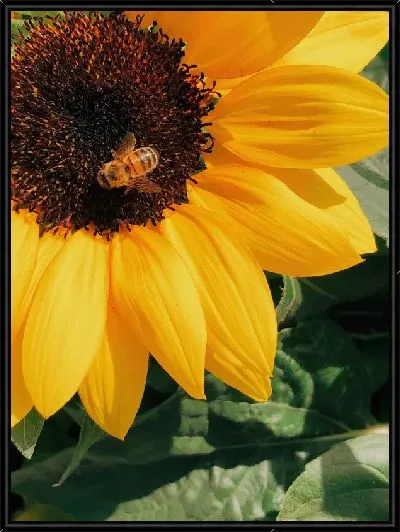 Картина Подсолнух и шмель