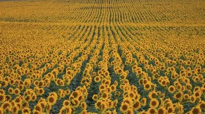 Плакат Безграничное поле с подсолнухами