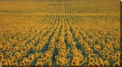 Постер Безграничное поле с подсолнухами