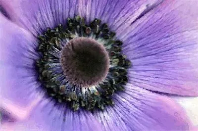 Плакат Цветок (Flower)