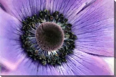 Постер Цветок (Flower)