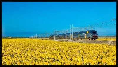 Картина Подсолнухи и поезд