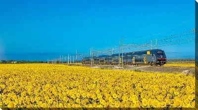 Подсолнухи и поезд