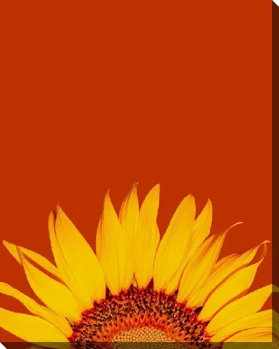 Постер Подсолнух №122