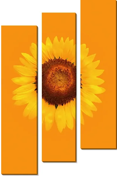 Модульная картина Подсолнух №123